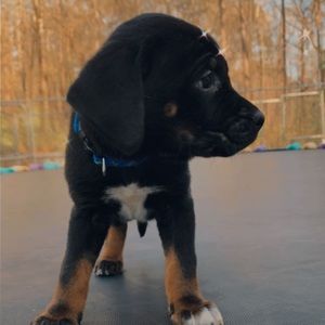 Meet your Posher, Isabella